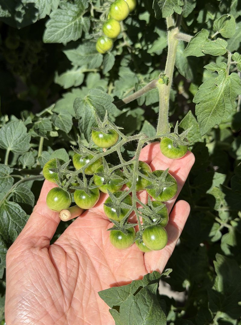 A hand holding a cluster of green tomatoes on the vine